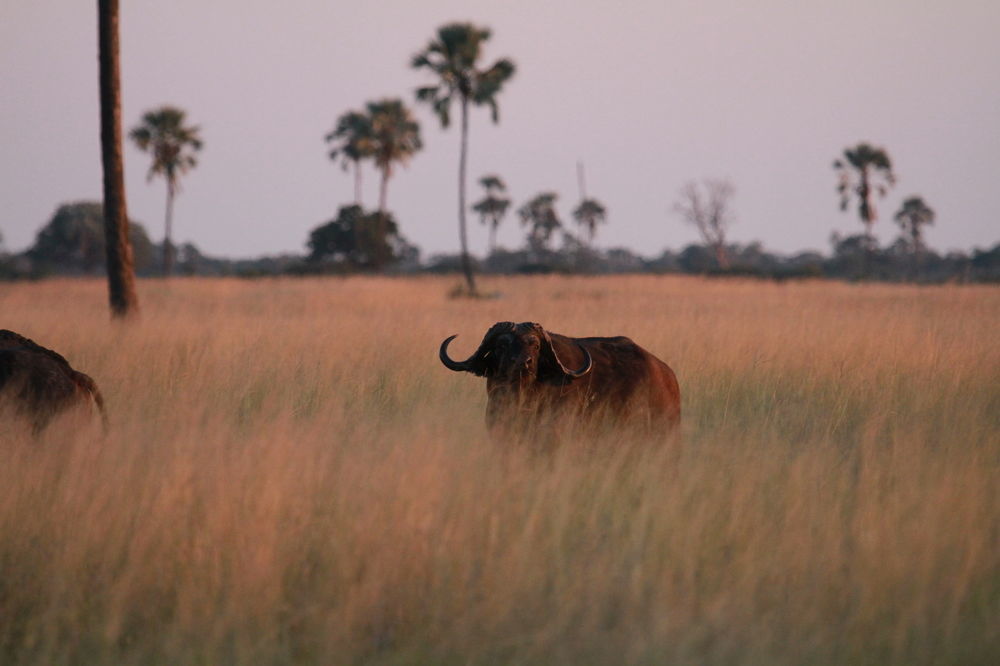 The Hide Safari Camp Hotel Dete Bagian luar foto