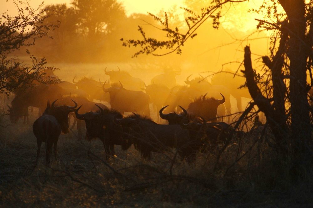 The Hide Safari Camp Hotel Dete Bagian luar foto